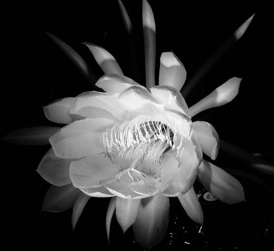 家里养昙花注意要点