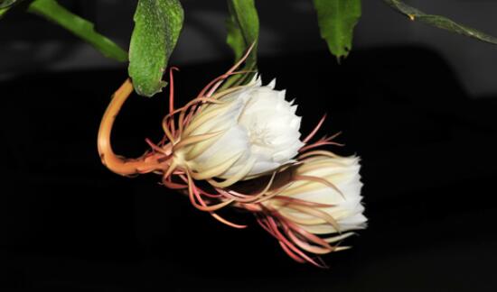 家里养昙花注意要点