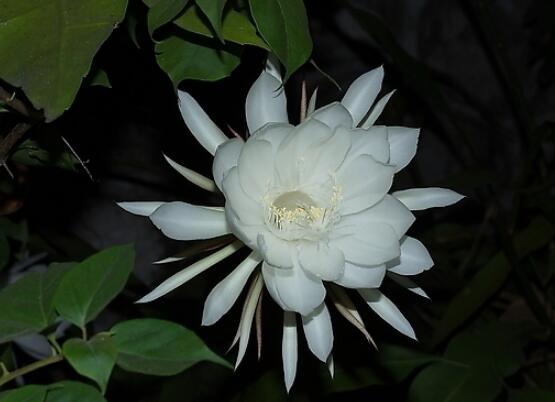 家里养昙花注意要点