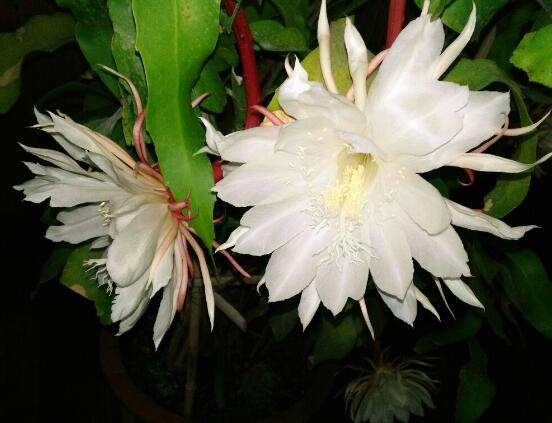 家里养昙花注意要点