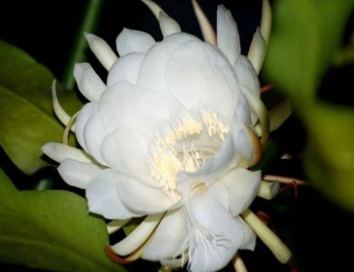 新鲜昙花吃法 昙花食用价值