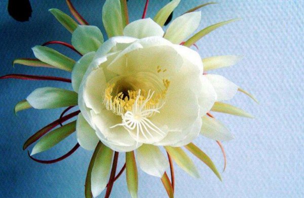 知识拓展昙花为什么晚上才开花