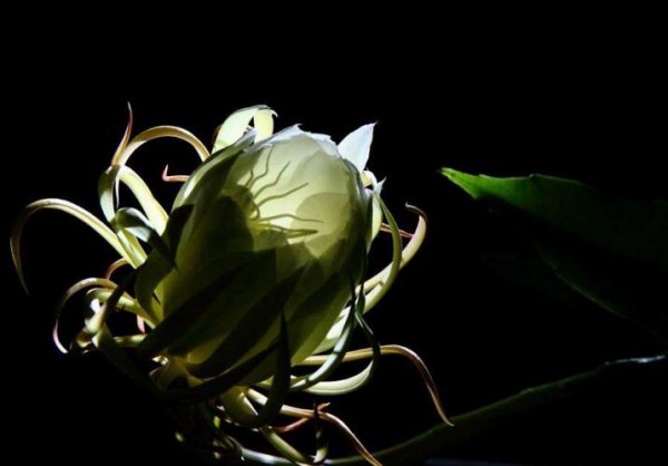 知识拓展昙花为什么晚上才开花