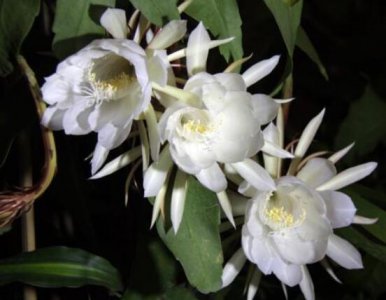 昙花摘下来如何保存 昙花摘下来保存方法