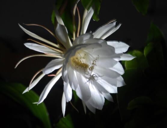 昙花摘下来保存方法