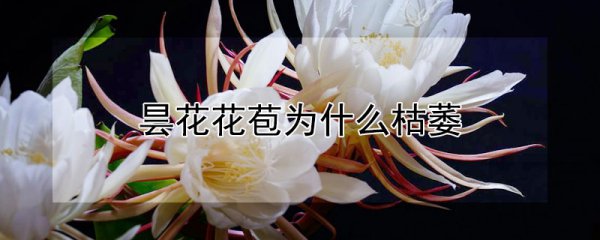 昙花花苞枯萎的原因