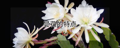 昙花的特点 昙花的独特之处