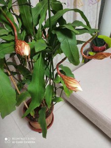 昙花多长时间开一次花 昙花多久开一次多久凋谢