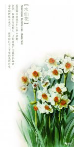 水仙花有什么特点和象征意义 水仙花的特点和象征意义