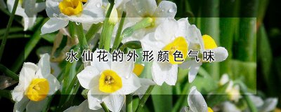 水仙花的特征 水仙花的生长习性