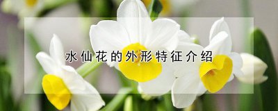 水仙花的外形特征 水仙花习性特点