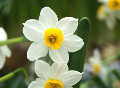 水仙花花语大全代表着吉祥祝福坚贞的爱情