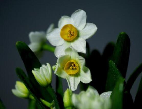 水仙花花语大全代表着吉祥祝福坚贞的爱情