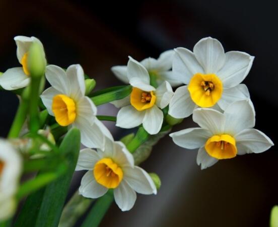 水仙花的繁殖方法大全