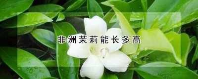 非洲茉莉的高度 非洲茉莉的生长习性