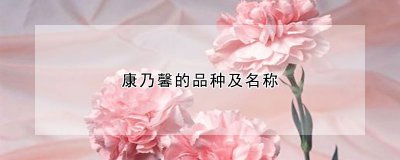 康乃馨有什么品种 康乃馨有哪些种类？