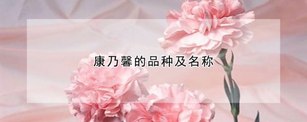 康乃馨有什么品种