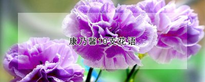 康乃馨10支的寓意 康乃馨的光照需求