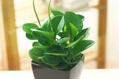 碧玉开花图片好看的碧玉花图片欣赏 碧玉开花美图鉴赏、欣赏精美碧玉花图