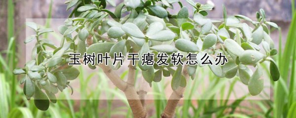 玉树叶片干瘪发软如何处理
