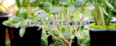 玉树叶子干瘪了怎样才能缓过来 玉树叶子失去水分怎么恢复？