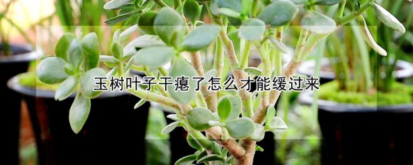 玉树叶子干瘪了怎样才能缓过来
