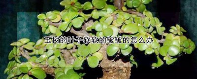 玉树叶子软软皱皱的如何处理 玉树叶子柔软皱皱怎么办