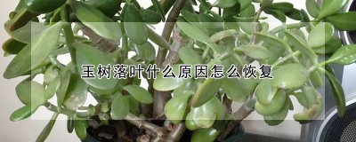玉树落叶什么原因怎么恢复 玉树为何落叶如何复原