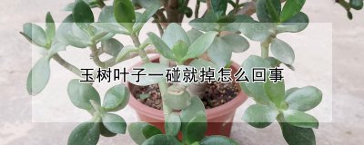 玉树叶子掉落有哪些原因 玉树叶子脱落的原因有哪些？