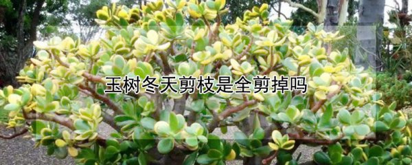 冬天给玉树剪枝要全部剪掉吗