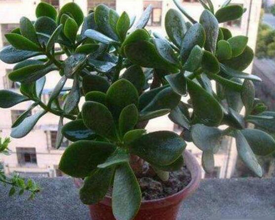 玉树花年年开花五大要点
