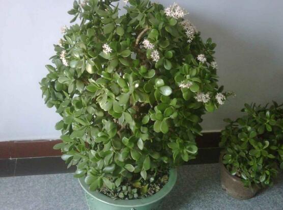 玉树花年年开花五大要点