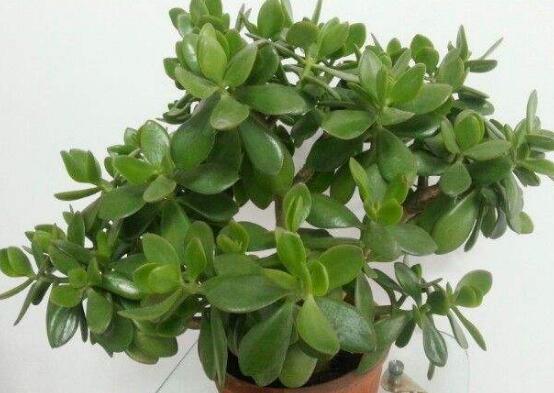 玉树花年年开花五大要点