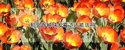 郁金香种球发霉了还可以存活吗 郁金香种球消毒处理