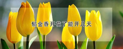 郁金香开花了可以开多少天 郁金香花期适宜温度