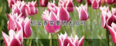 郁金香要晒太阳吗 郁金香晒太阳注意事项