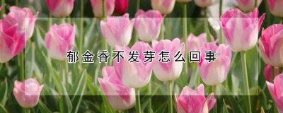 郁金香不发芽的原因 郁金香为何无法生长？