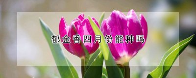 郁金香四月份可以种吗 郁金香如何选种
