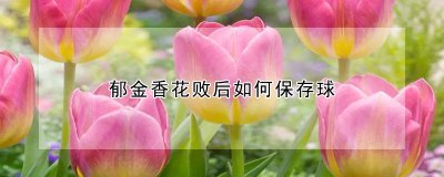 郁金香花败后怎么保存球 郁金香球如何保存在花谢之后