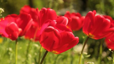 郁金香的开放时长 郁金香花期适宜光照