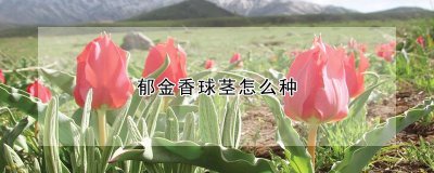郁金香球茎如何种 如何种植郁金香的球茎？
