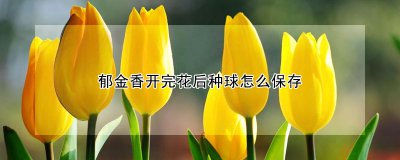郁金香开完花后种球如何保存 郁金香花谢后如何保存球种