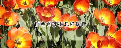 郁金香球根如何保存 如何妥善保存郁金香球根？