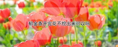 郁金香开完花能不挖出来吗 开花后的郁金香是否需要挖出来？