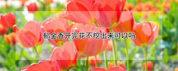郁金香开完花能不挖出来吗
