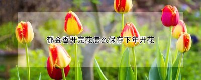 郁金香开完花如何保存下年开花 郁金香开花后如何保存以便下一年再次开花