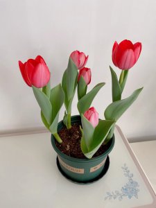 郁金香很矮就开花的原因 郁金香开花的原因在于其生长矮小