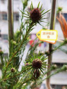 郁金香为什么不长高就开花 为什么郁金香不长高却开花？