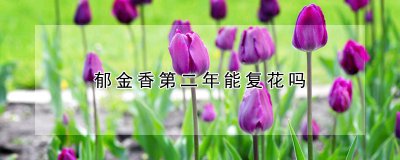 郁金香第二年还开花吗 郁金香如何控制温度