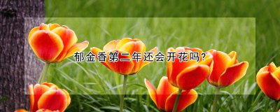 郁金香第二年能不能开花 郁金香开花后如何处理